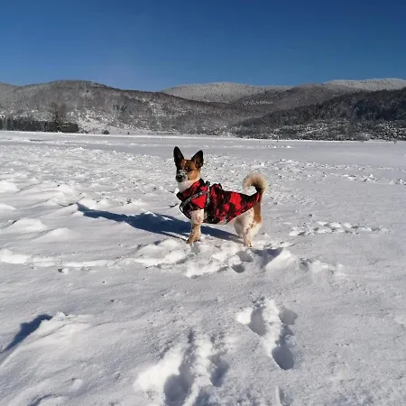 Daire Petra Mrkopalj